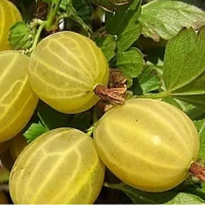 Крыжовник ЯРОВОЙ  Крыжовник ЯРОВОЙ в Оренбурге