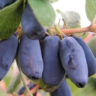 Жимолость съедобная ЛАКОМКА в Оренбурге