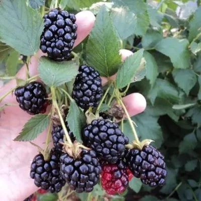 Ежевика ОУАЧИТА бесшипная — описание сорта Ежевика ОУАЧИТА бесшипная в Оренбурге