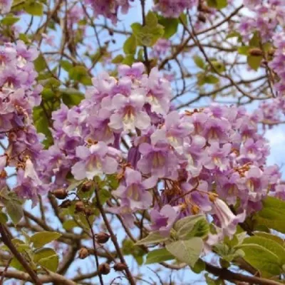 Павлония ПАО ТОГН Z07 в Оренбурге