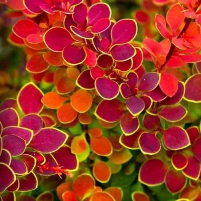 Барбарис ОРАНЖ САНРАЙЗ тунберга  Барбарис ОРАНЖ САНРАЙЗ тунберга в Оренбурге