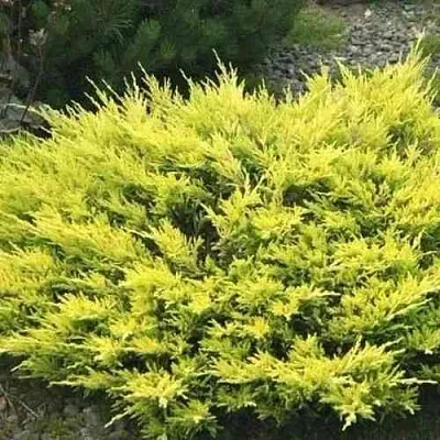 Можжевельник ЛАЙМ ГЛОУ горизонтальный  Можжевельник ЛАЙМ ГЛОУ горизонтальный в Оренбурге