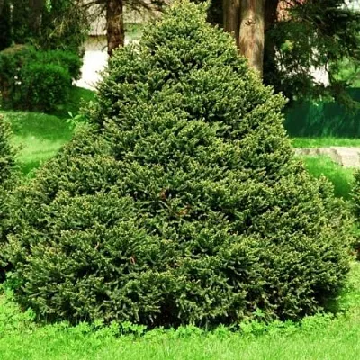 Ель ОЛЕНДОРФИ обыкновенная  Ель ОЛЕНДОРФИ обыкновенная в Оренбурге