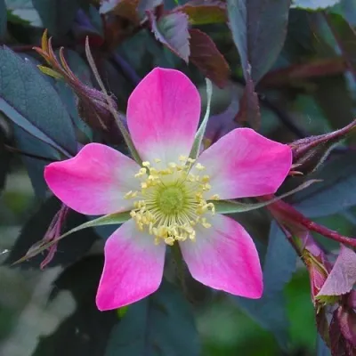 Саженцы роз сизая — описание сорта Саженцы роз сизая в Оренбурге