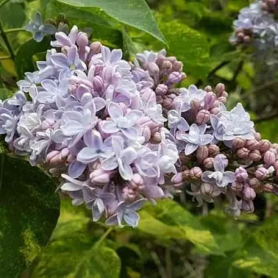 Сирень АУКУБАФОЛИЯ  Сирень АУКУБАФОЛИЯ в Оренбурге