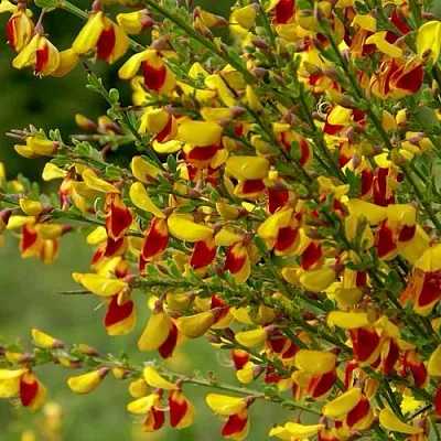 Ракитник  Ракитник в Оренбурге