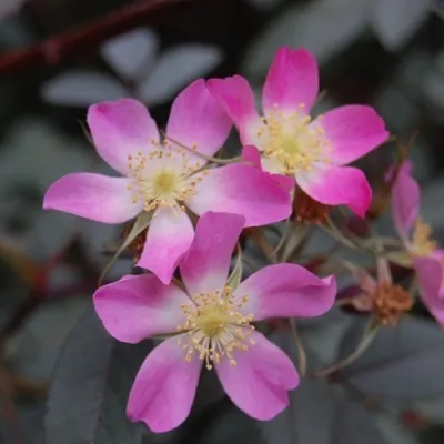 Саженцы роз сизая — описание сорта Саженцы роз сизая в Оренбурге