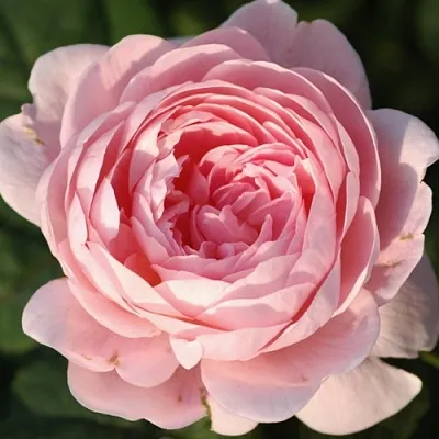 Саженцы роз КУИН ОФ СУИДЕН английская  Саженцы роз КУИН ОФ СУИДЕН английская в Оренбурге