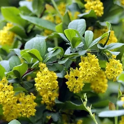 Барбарис корейский  Барбарис корейский в Оренбурге