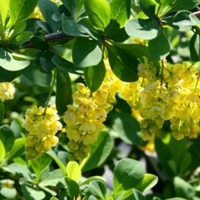 Барбарис ИНДИАН САММЕР   Барбарис ИНДИАН САММЕР  в Оренбурге