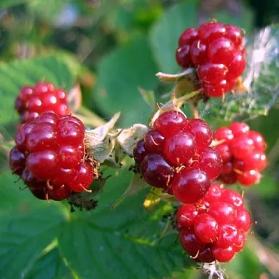 Княженика АСТРА в Оренбурге