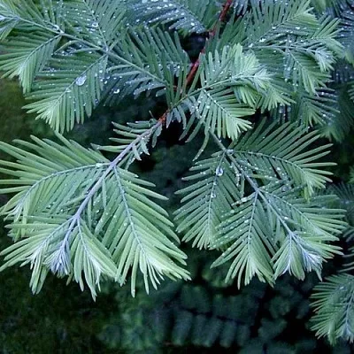 Метасеквойя в Оренбурге