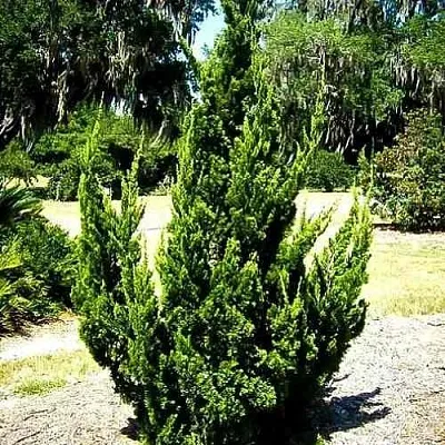 Можжевельник КАЙЗУКА китайский  Можжевельник КАЙЗУКА китайский в Оренбурге