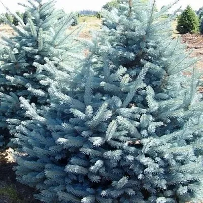 Ель ГЛАУКА колючая  Ель ГЛАУКА колючая в Оренбурге