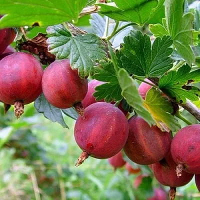 Крыжовник КРАСНОСЛАВЯНСКИЙ  Крыжовник КРАСНОСЛАВЯНСКИЙ в Оренбурге