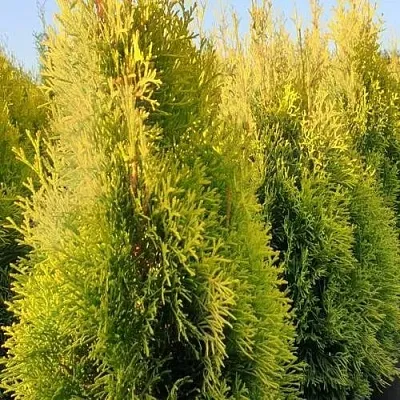 Туя ГОЛДЕН СМАРАГД западная в Оренбурге