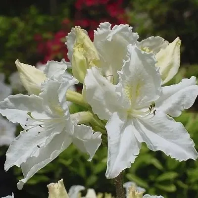 Азалия ОКСИДОЛ листопадная в Оренбурге