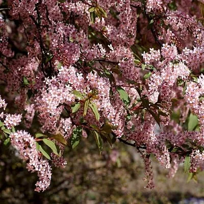 Черемуха  Черемуха в Оренбурге