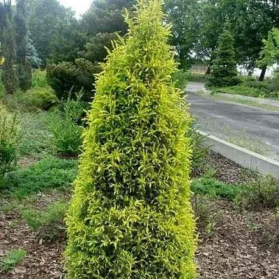 Можжевельник ГОЛД КОН обыкновенный  Можжевельник ГОЛД КОН обыкновенный в Оренбурге