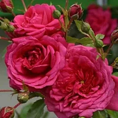 Саженцы роз ЛАГУНА плетистая  Саженцы роз ЛАГУНА плетистая в Оренбурге