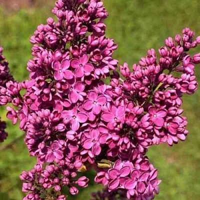 Сирень ЗНАМЯ ЛЕНИНА в Оренбурге