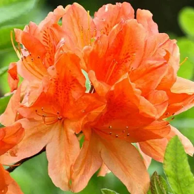 Азалия ГЕЙША ОРАНЖ японская в Оренбурге