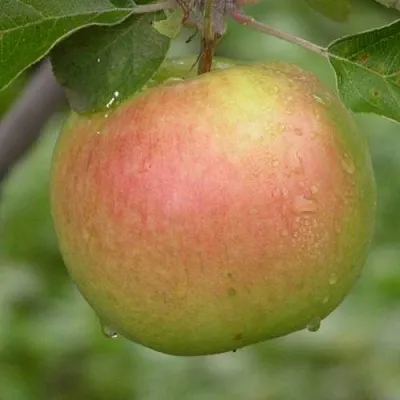 Яблоня БРЯНСКОЕ ЗОЛОТИСТОЕ  Яблоня БРЯНСКОЕ ЗОЛОТИСТОЕ в Оренбурге