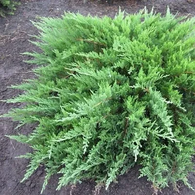 Можжевельник ТАМАРИСЦИФОЛИЯ казацкий  Можжевельник ТАМАРИСЦИФОЛИЯ казацкий в Оренбурге