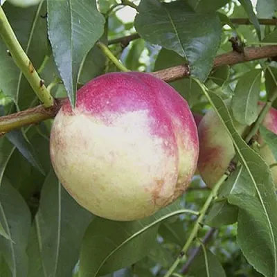 ПИЧЕРИН в Оренбурге