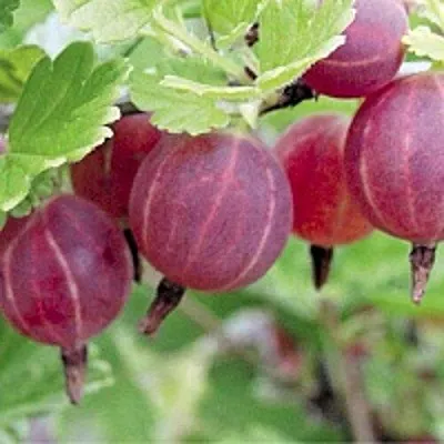 Крыжовник РАВОЛТ  Крыжовник РАВОЛТ в Оренбурге