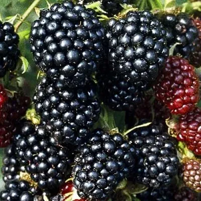 Ежевика ЭВЕРГРИН бесшипная в Оренбурге