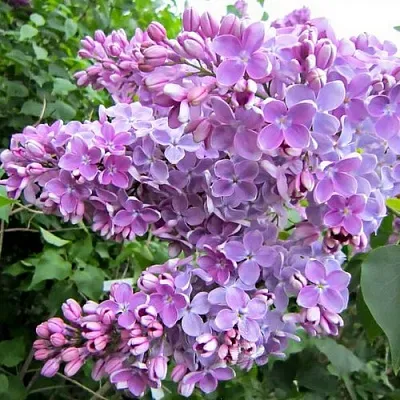 Сирень ОЛЯ  Сирень ОЛЯ в Оренбурге