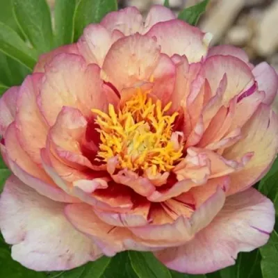 Пион КЭЛЛИС МЕМОРИ ито-гибрид в Оренбурге