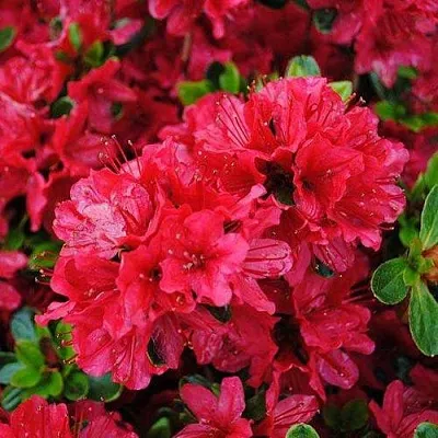 Азалия ХИНО КРИМСОН японская  Азалия ХИНО КРИМСОН японская в Оренбурге