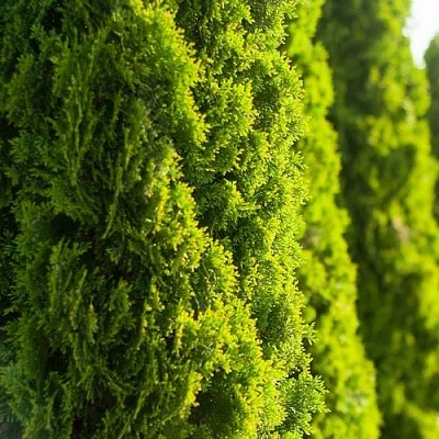 Туя в Оренбурге