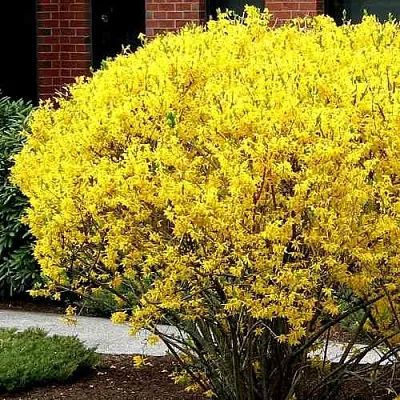 Форзиция ЛИНВУД  Форзиция ЛИНВУД в Оренбурге