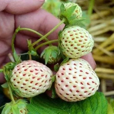 Клубника АНАНАСА ремонтантная в Оренбурге