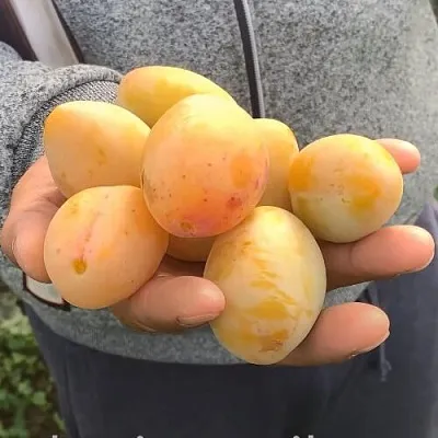 Слива ЯХОНТОВАЯ в Оренбурге