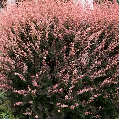 Барбарис РОУЗ ГЛОУ тунберга  Барбарис РОУЗ ГЛОУ тунберга в Оренбурге