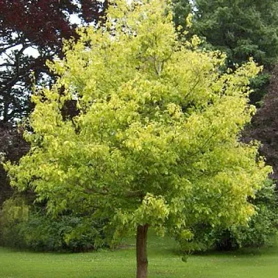 Клен ясенелистный  Клен ясенелистный в Оренбурге