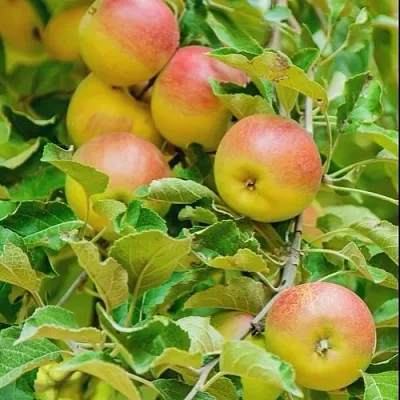 Яблоня ПАМЯТЬ БЛЫНСКОГО колонновидная  Яблоня ПАМЯТЬ БЛЫНСКОГО колонновидная в Оренбурге