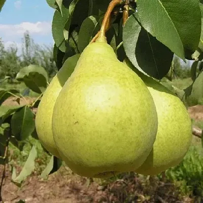 Груша Медовая Колонновидная в Оренбурге