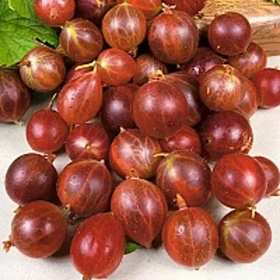 Крыжовник ОЛАВИ (ХИННОНМАЕН ПУНАЙНЕН)  Крыжовник ОЛАВИ (ХИННОНМАЕН ПУНАЙНЕН) в Оренбурге