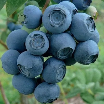 Голубика РУБЕЛ  Голубика РУБЕЛ в Оренбурге