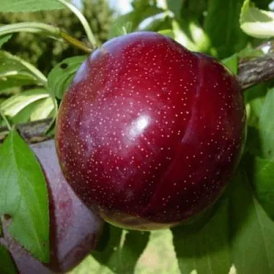 ШАРАФУГА в Оренбурге