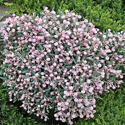 Андромеда БЛЮ АЙС многолистная  Андромеда БЛЮ АЙС многолистная в Оренбурге