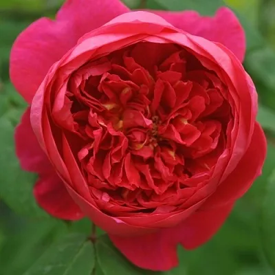 Саженцы роз БЕНДЖАМИН БРИТТЕН шраб  Саженцы роз БЕНДЖАМИН БРИТТЕН шраб в Оренбурге