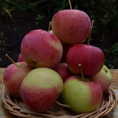 Яблоня РОДНИКОВАЯ  Яблоня РОДНИКОВАЯ в Оренбурге