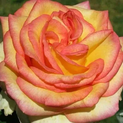 Саженцы роз АМАЗОНКА чайно-гибридная в Оренбурге