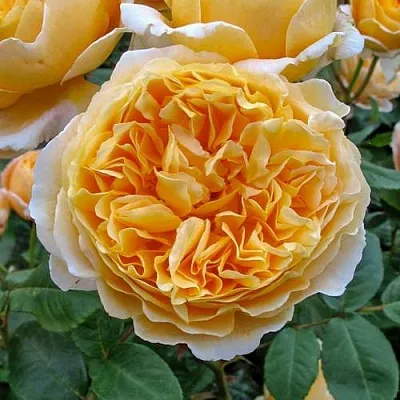 Саженцы роз БЕАТРИС английская в Оренбурге